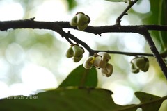 Goniothalamus cardiopetalus